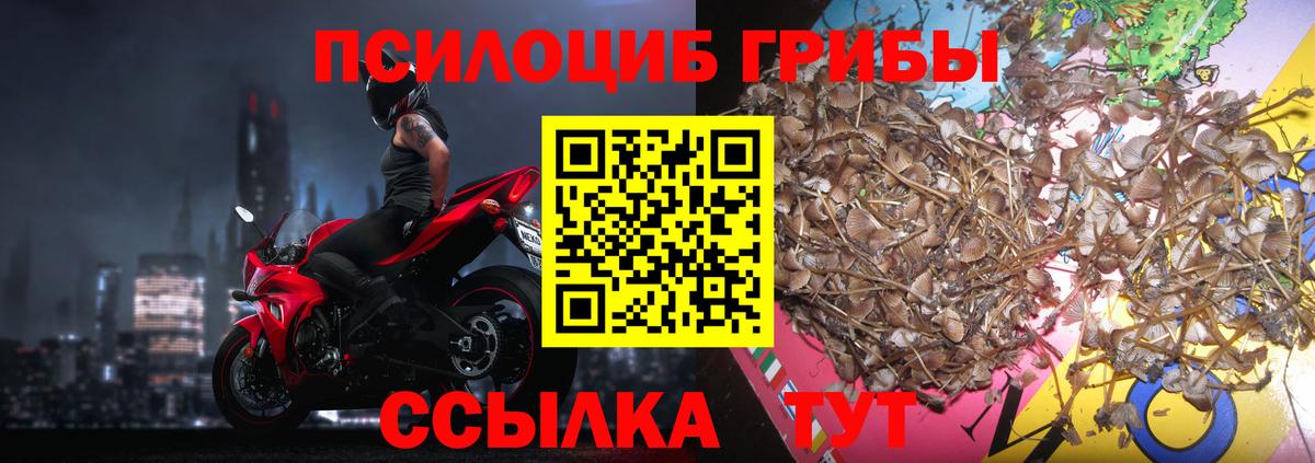 Псилоцибиновые грибы GOLDEN TEACHER Тамбов